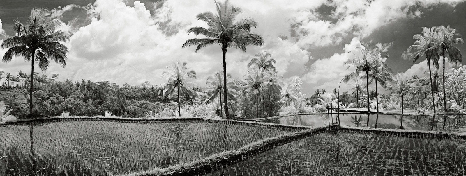 Dramatic Rice Fields, Palms, and Sky Ubud, Bali.